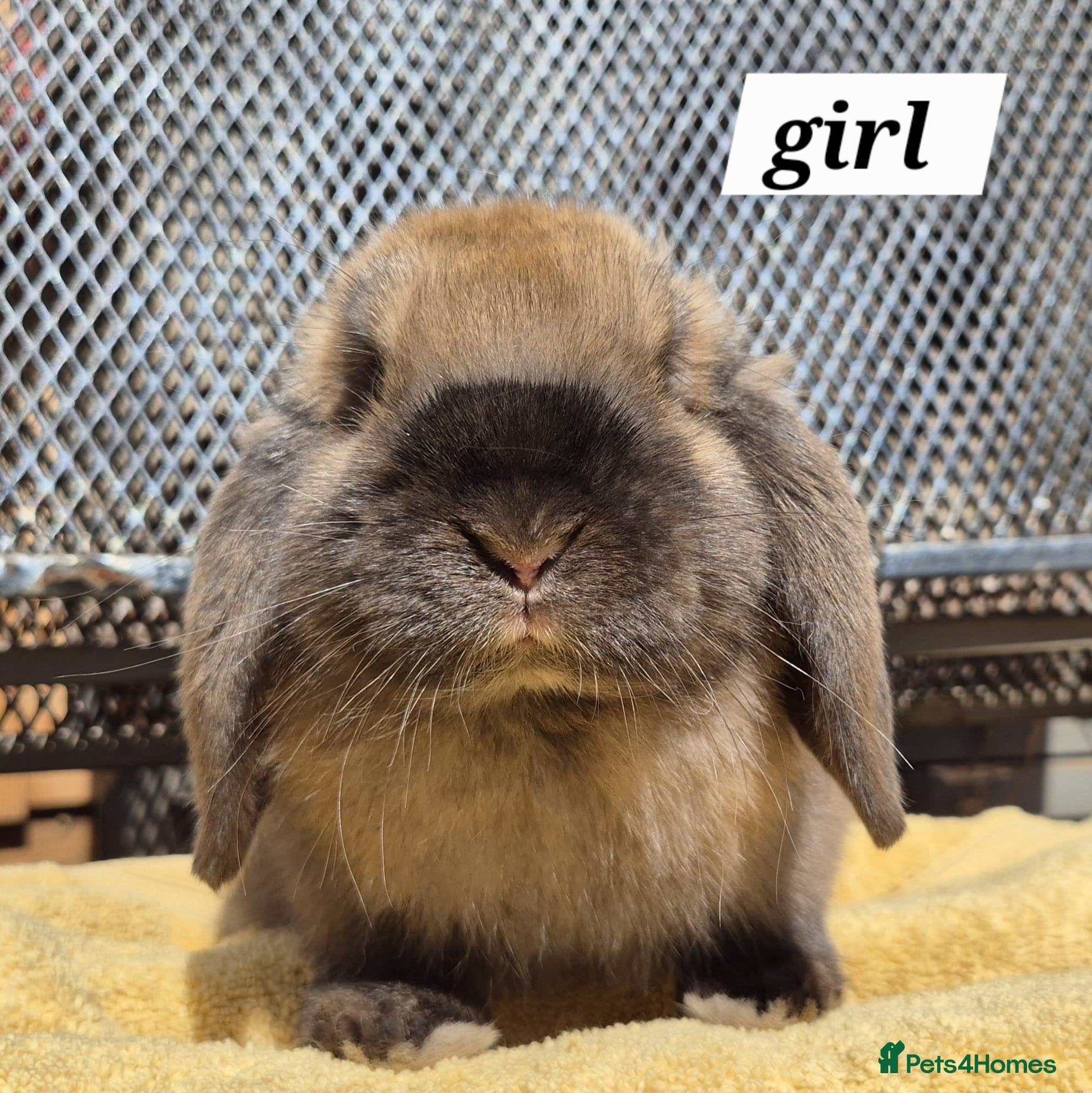 Mini Lop rabbits 8 weeks old girls and boys left  - Advert 2