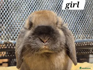 Mini Lop rabbits 8 weeks old girls and boys left - Advert 2