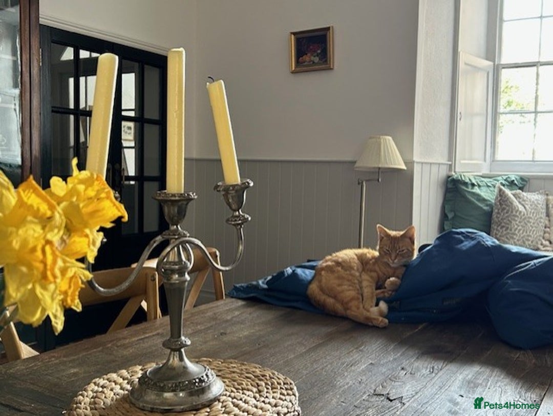 Mixed Breed cats for sale: Tiger is looking for a new loving home - Image 2