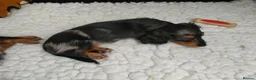 Miniature Dachshund dogs for sale: Only one beautiful dappled female left  - Advert 6