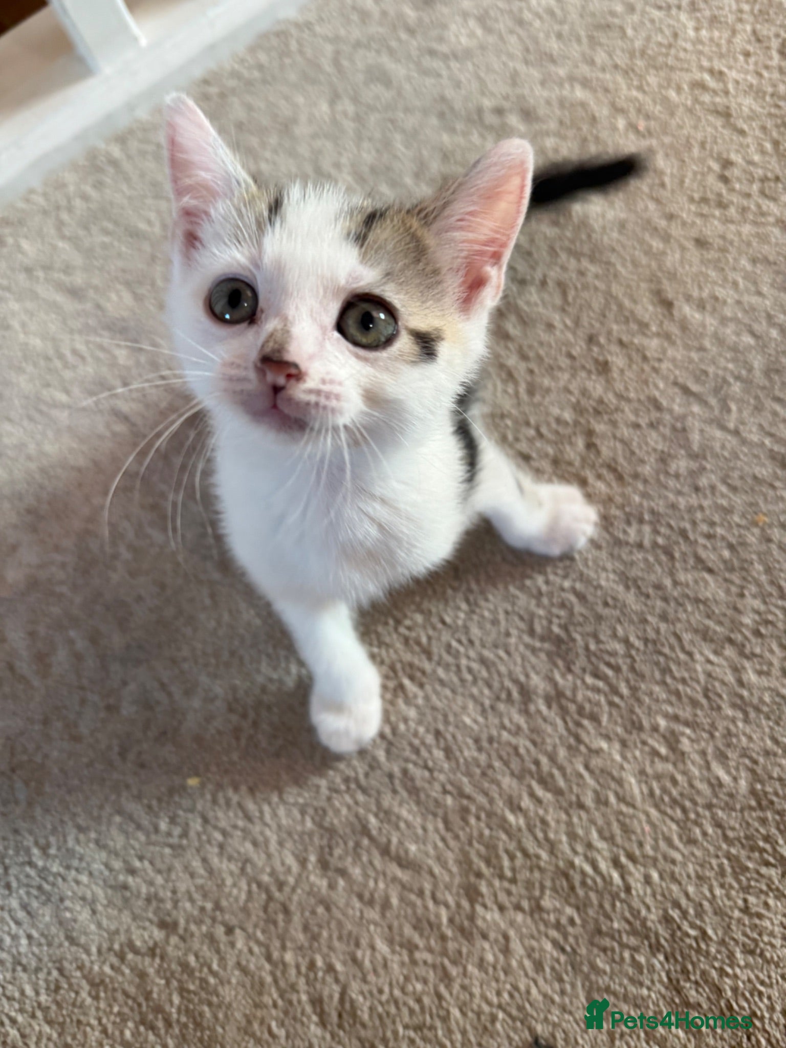Mixed Breed cats 2 MALE KITTENS NEEDING THEIR FUREVER HOME!! - Advert 1