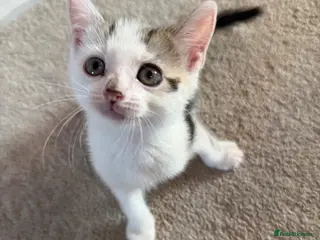 Mixed Breed cats 2 MALE KITTENS NEEDING THEIR FUREVER HOME!! - Advert 1