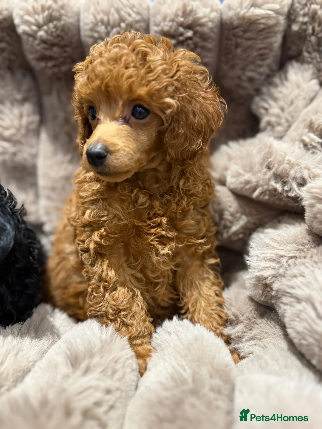 Toy Poodle dogs for sale: KC Reg Toy Poodles  - Advert 4