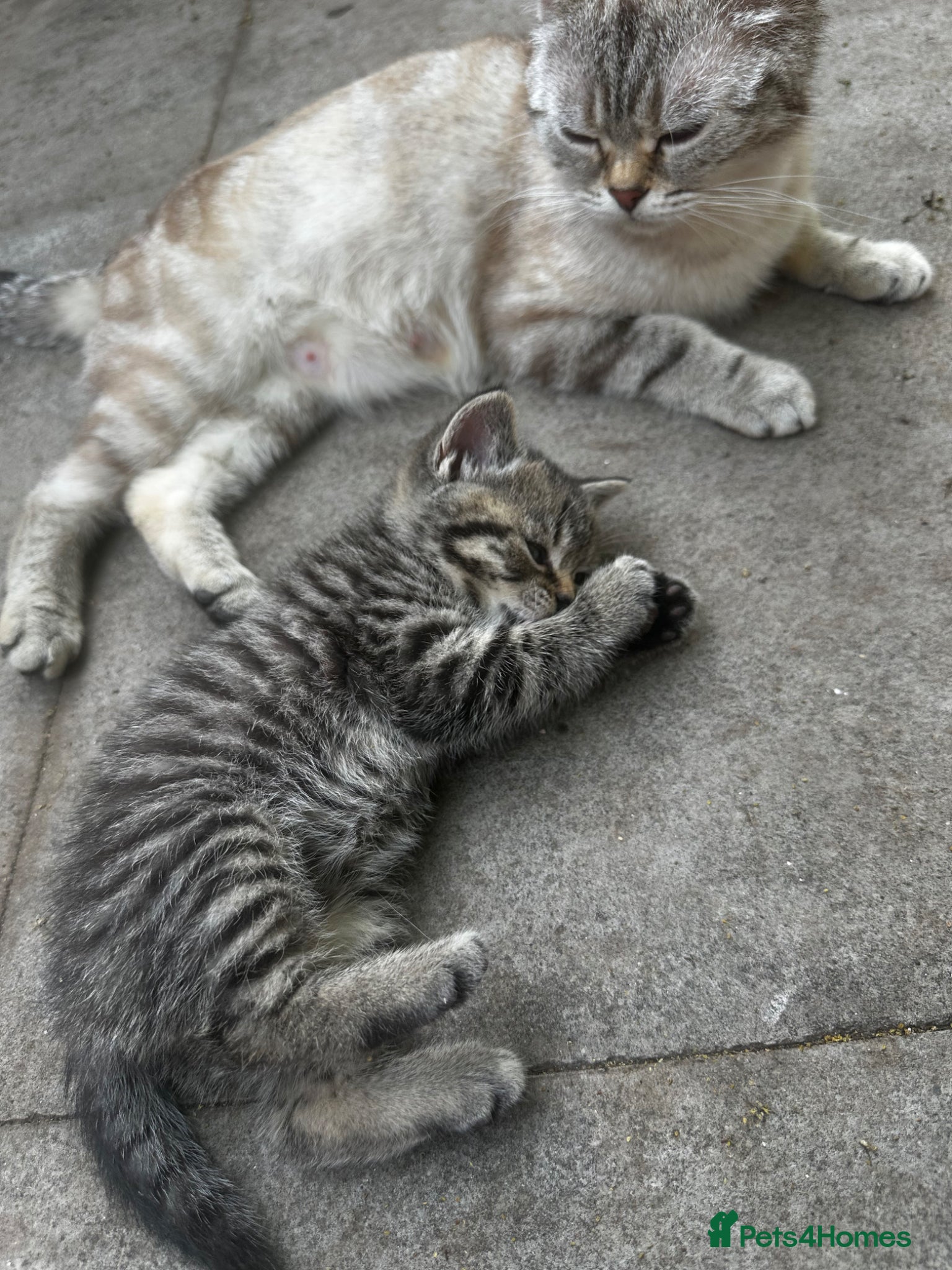 British Shorthair cats 2 remaining BSH kittens  - Advert 12