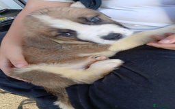 Saint Bernard dogs for sale: Saint Bernard puppies  - Image 3