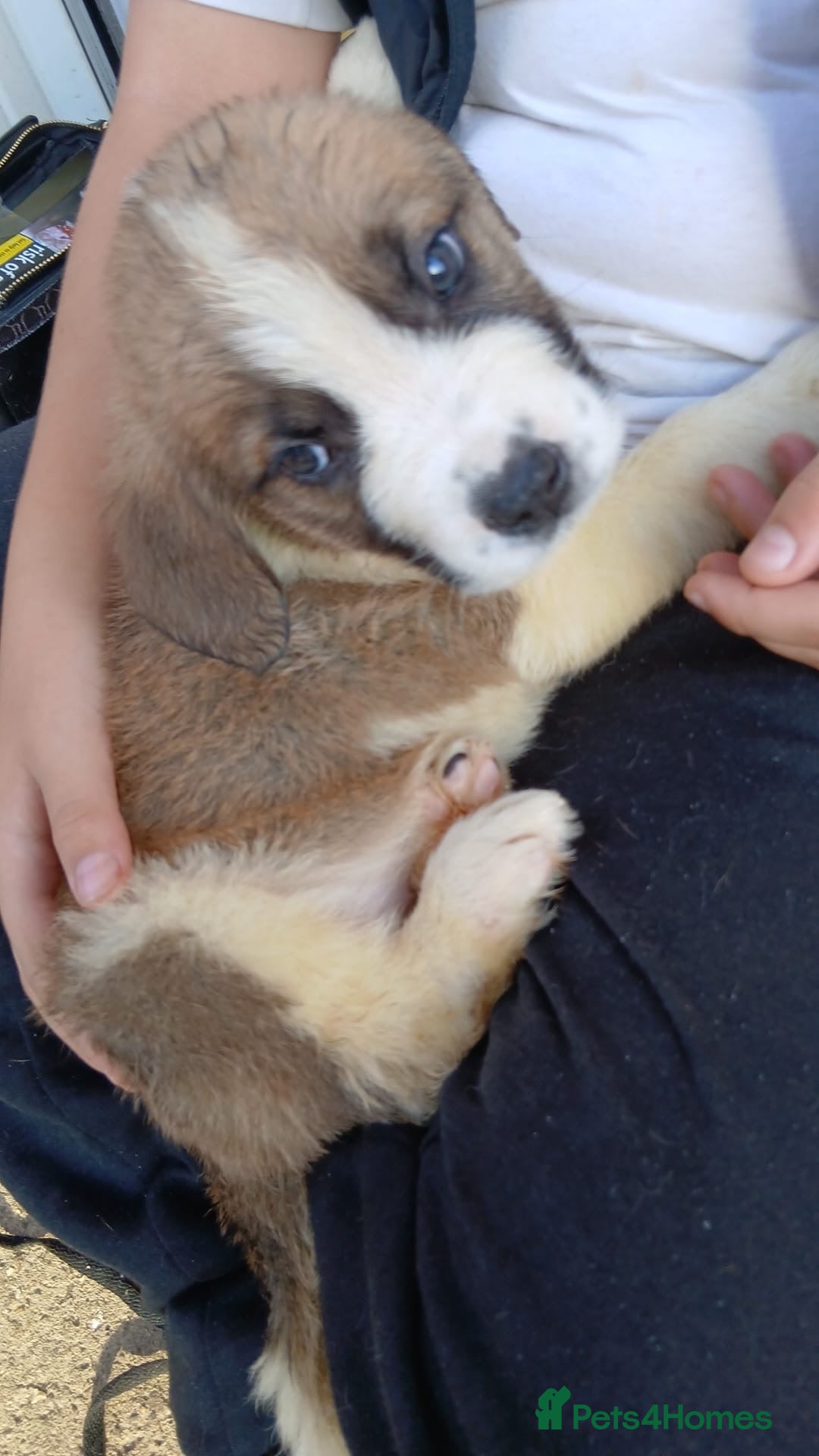 Saint Bernard dogs for sale: Saint Bernard puppies  - Image 3