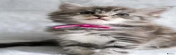 Maine Coon cats for sale: Ready to go, stunning TICA Registered Maine Coons - Advert 9
