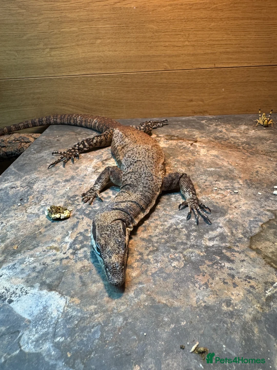 Monitor reptiles for sale: Kimberley Monitor  in Leigh - Advert 10