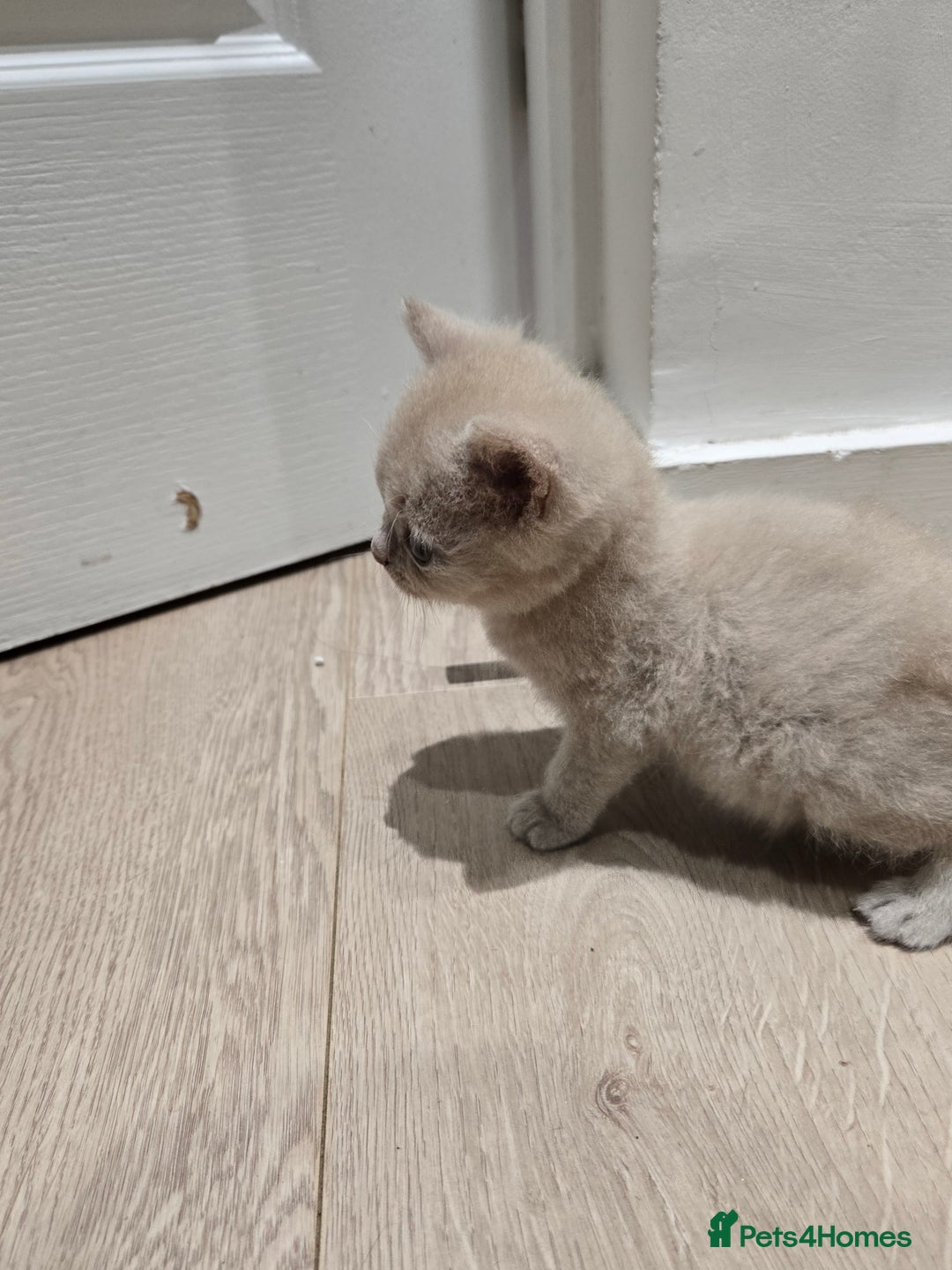 British Shorthair cats for sale: RARE Fawn British Shorthair Kitten £1000 - Advert 8