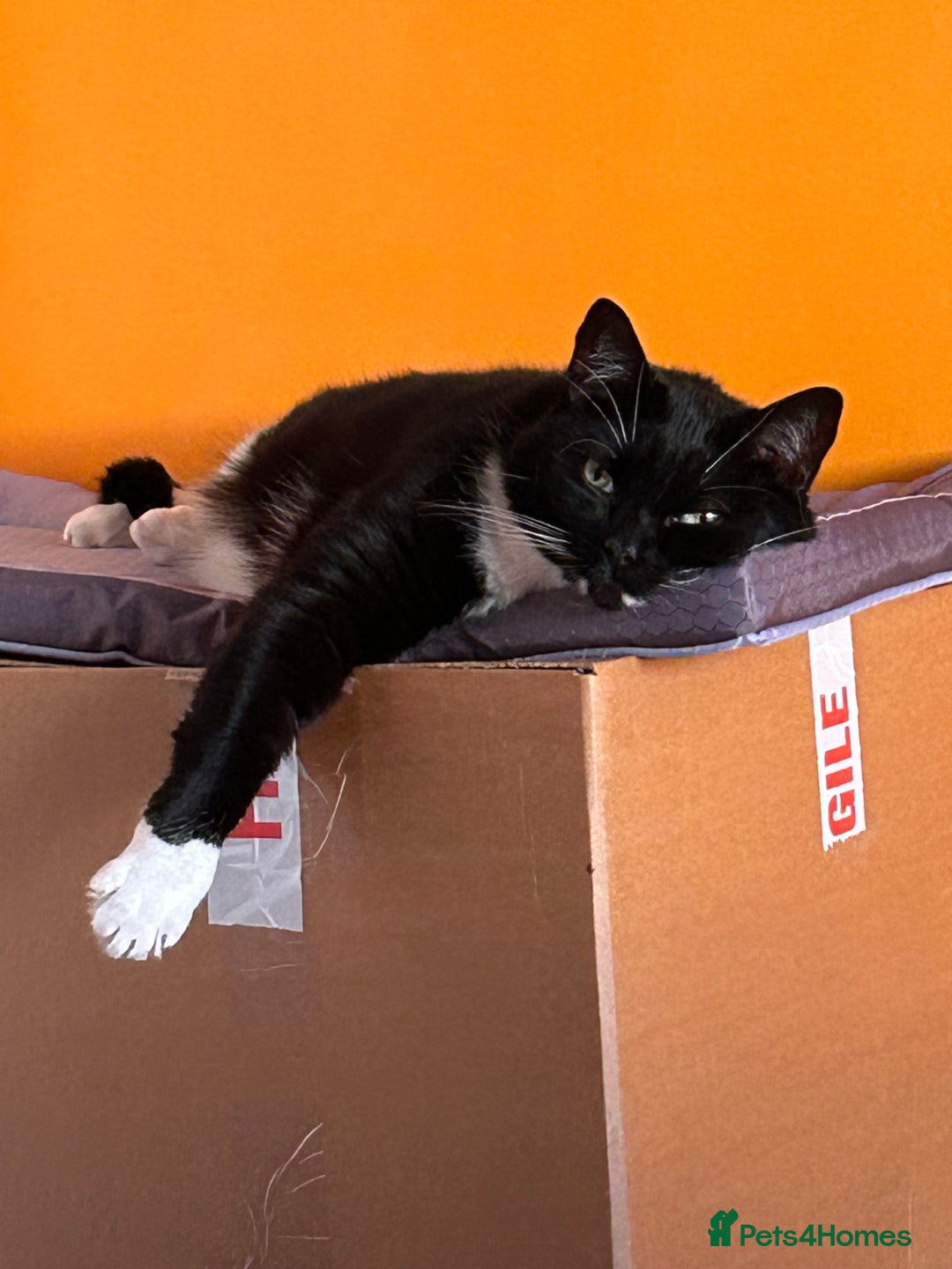 Mixed Breed cats for sale: Nuka  - Image 2