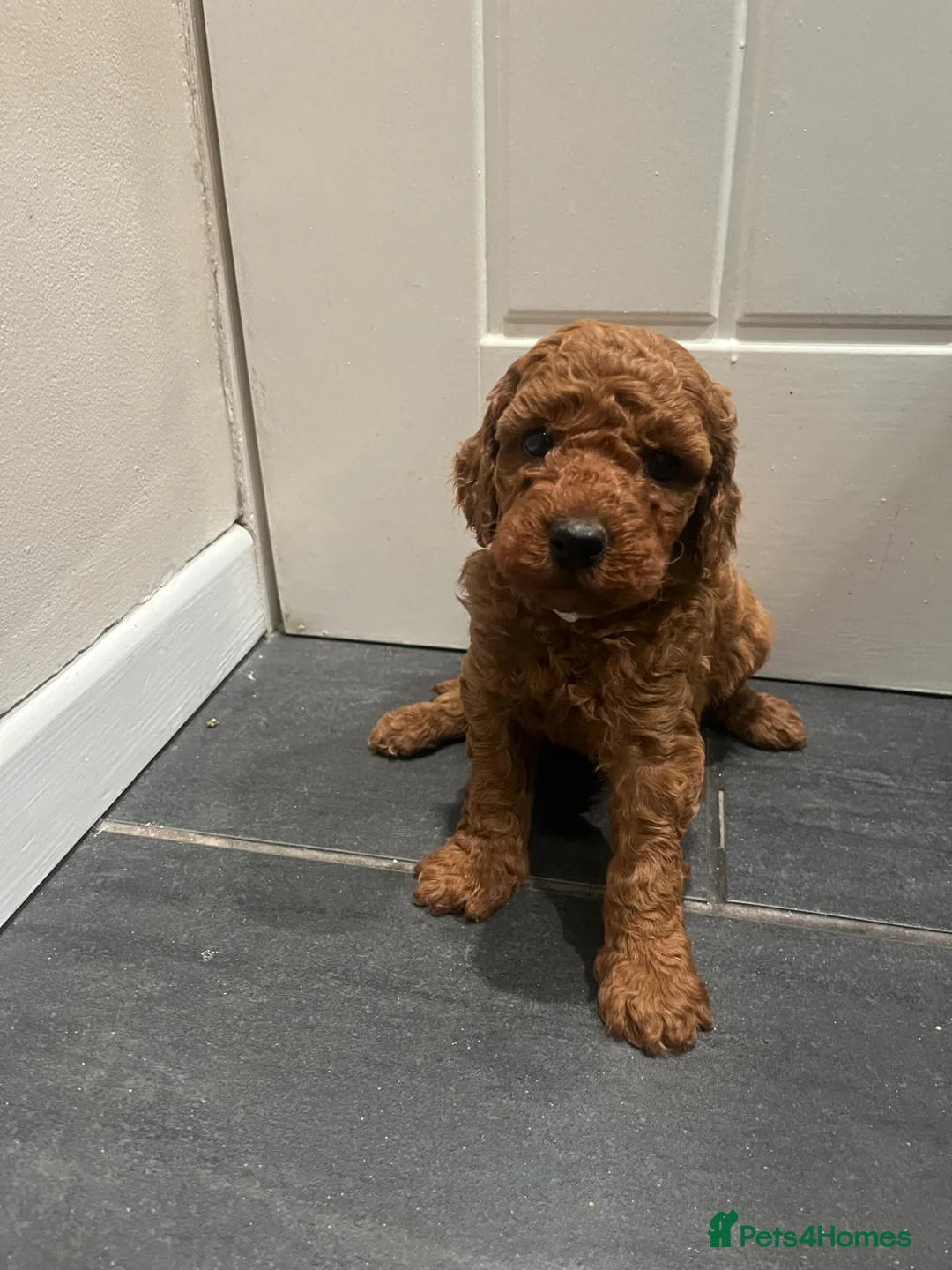 Cockapoo dogs for sale:  Beautiful Fox Red Cockapoo Puppies - Advert 1