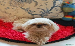 Shihpoo dogs for sale: imperial shihtzu xshipoo - Image 9
