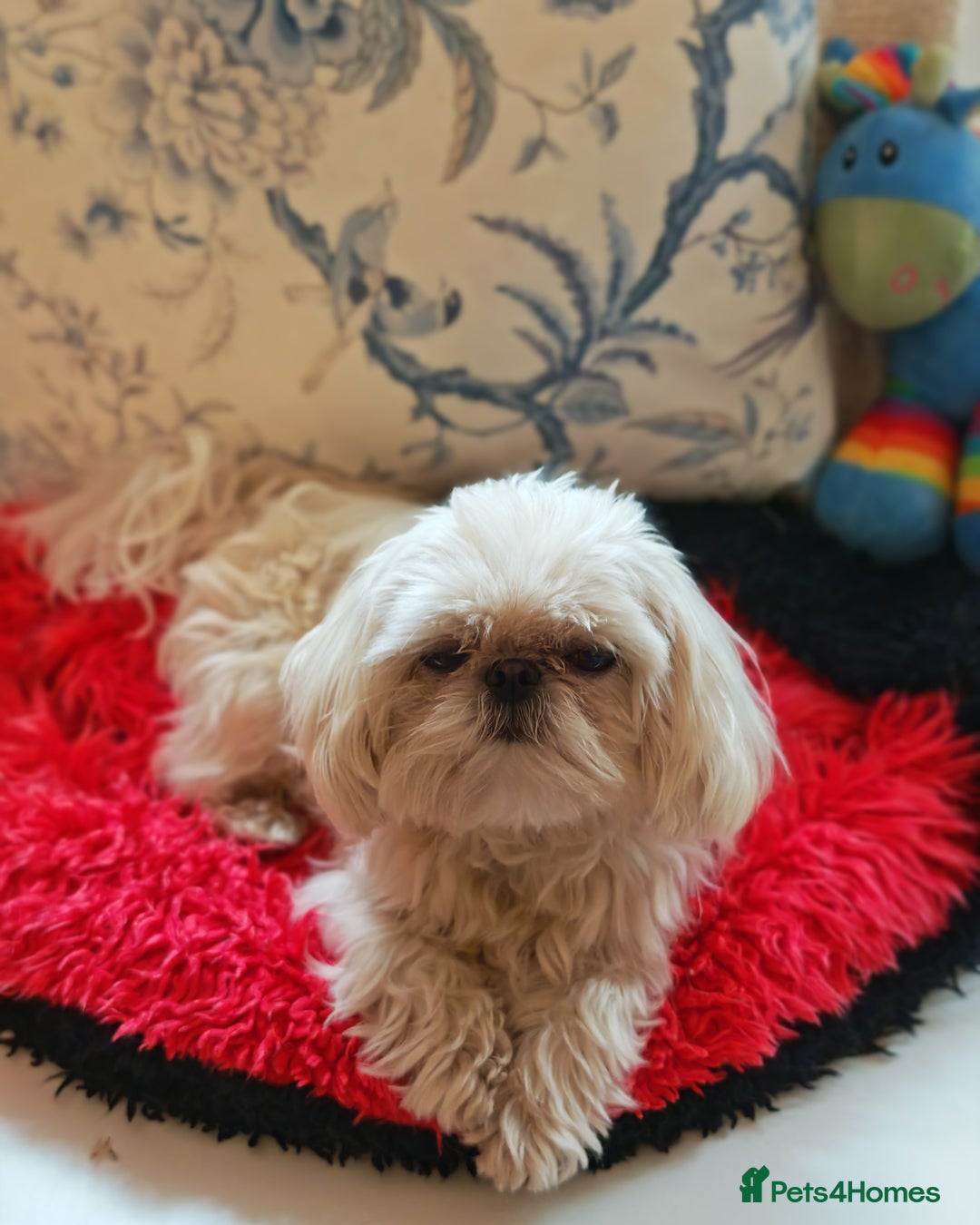 Shihpoo dogs for sale: imperial shihtzu xshipoo - Image 9