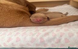 Labrador Retriever dogs for sale: Fox Red litter born 5th August - Image 20