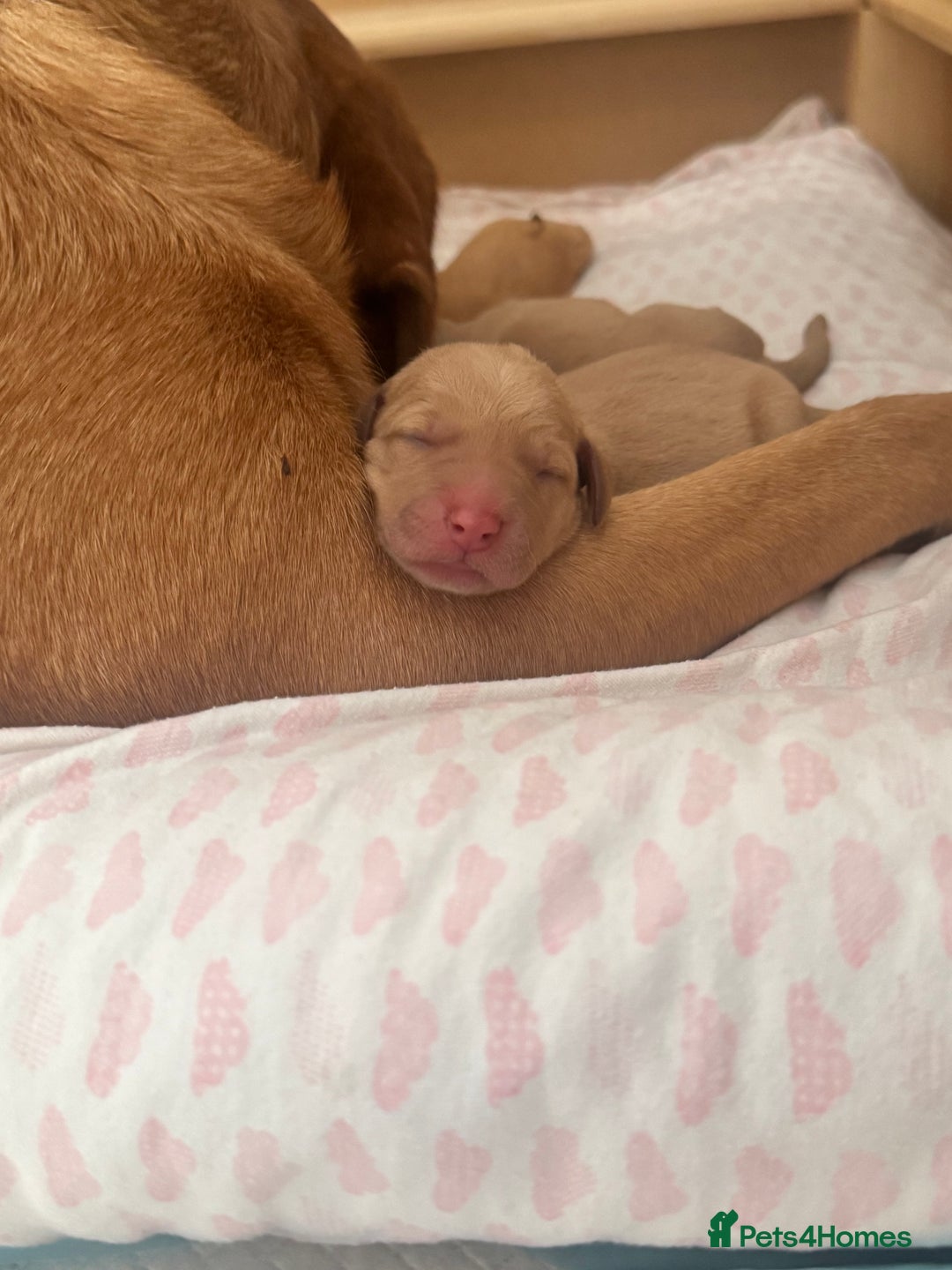 Labrador Retriever dogs for sale: Fox Red litter born 5th August - Image 20