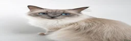 Ragdoll cats for sale: Stunning ragdoll kittens for sale.  - Advert 27