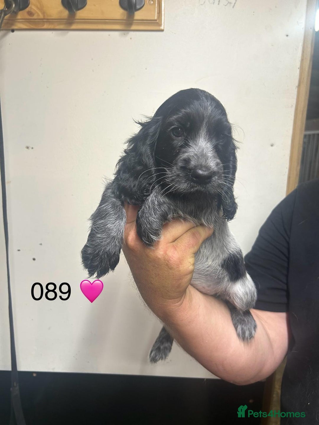 Cocker Spaniel dogs for sale: Blue Roan and Blue Roan & Tan - Image 21