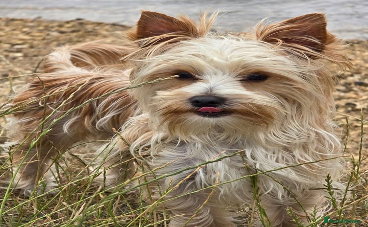 Yorkshire Terrier dogs - Advert 1