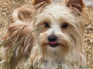 Yorkshire Terrier dogs - Advert 10