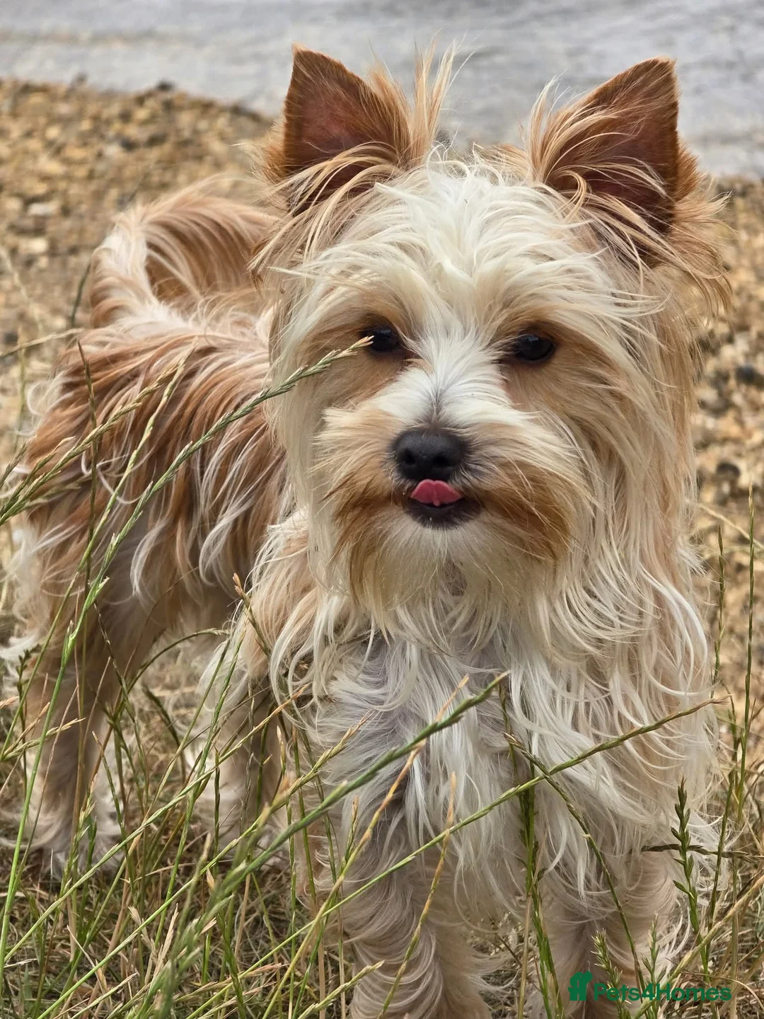 Yorkshire Terrier dogs for stud: Goldust Yorkshire terrier - Advert 1