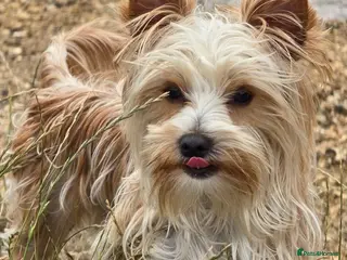 Yorkshire Terrier dogs Goldust Yorkshire terrier - Advert 16