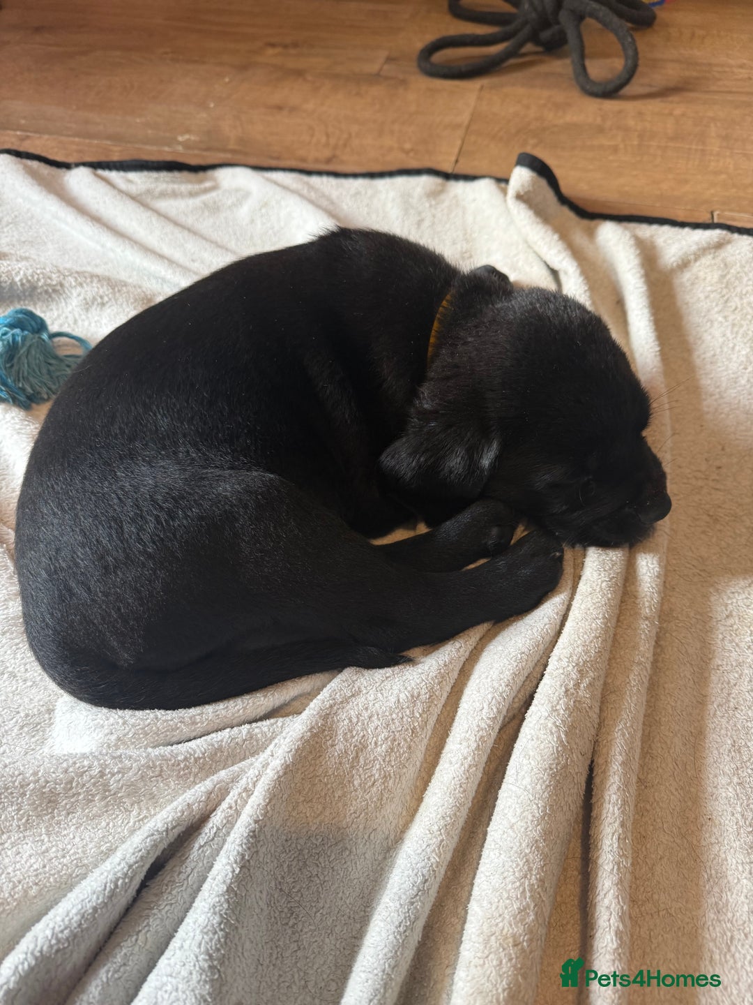 Mixed Breed dogs for sale: Labrotties - Advert 13