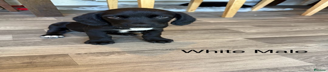Puppy 8 white collar 