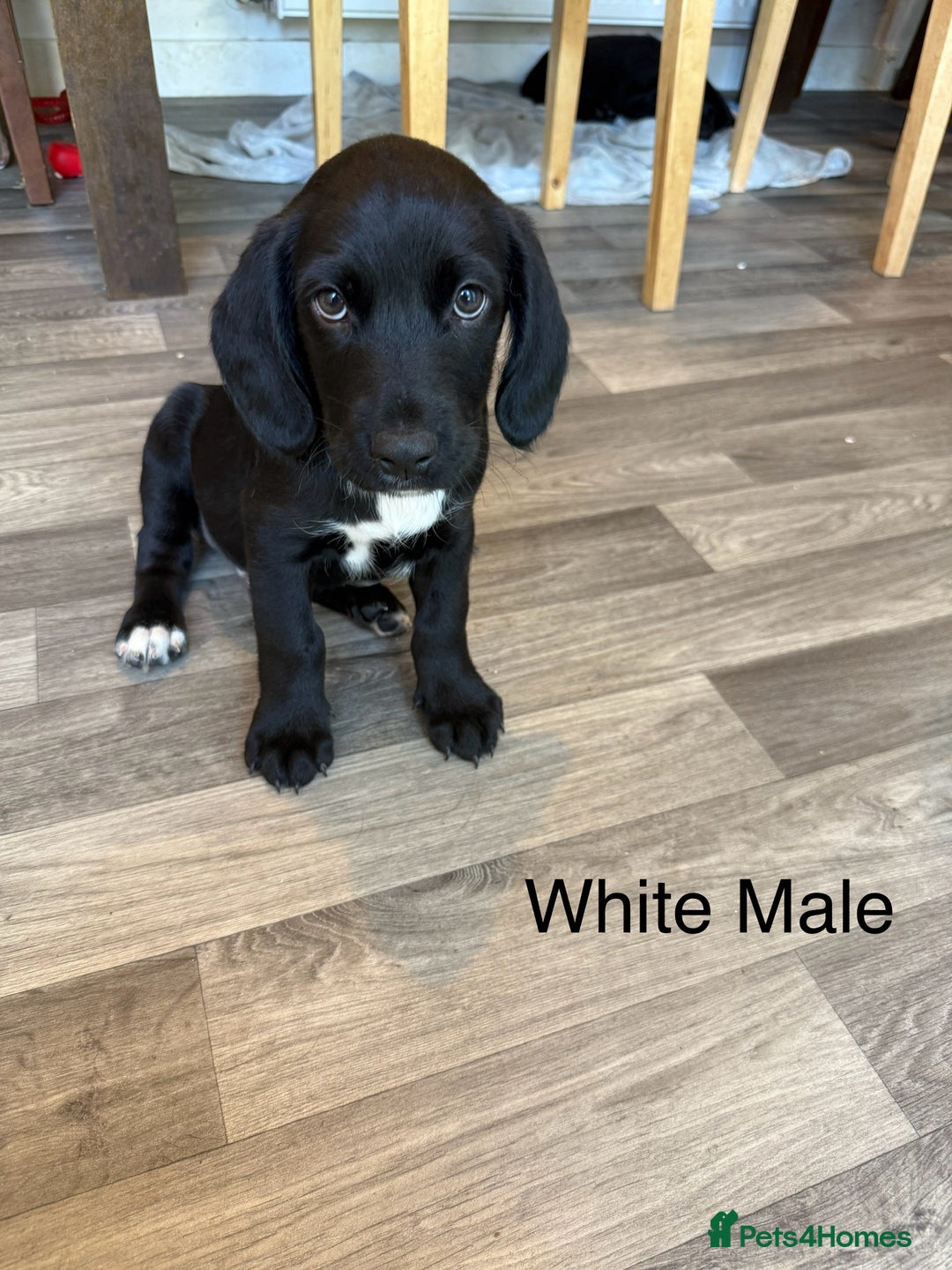 Mixed Breed dogs for sale: Beautiful Doberman X springer spaniel pups in Hawick - Image 40