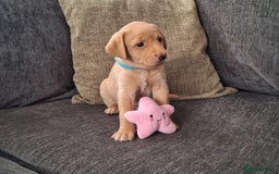 Labrador Retriever dogs for sale: Beautiful Labrador Retriever puppies - Image 4