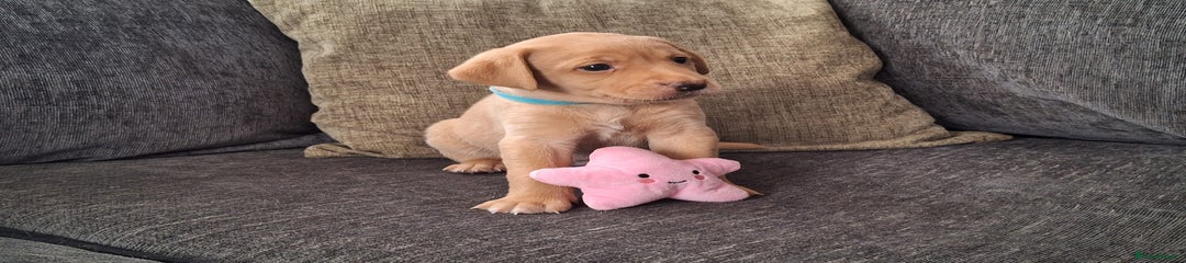 Labrador Retriever Girl 2