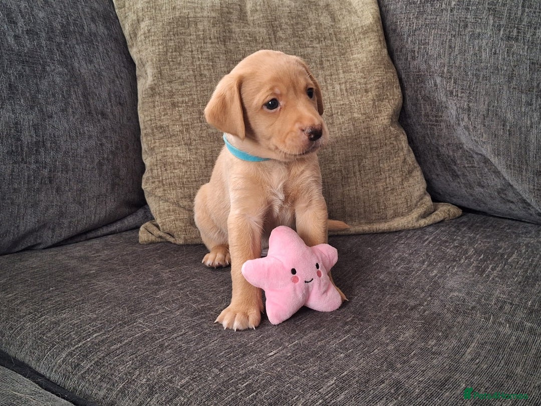 Labrador Retriever dogs for sale: Beautiful Labrador Retriever puppies - Image 4