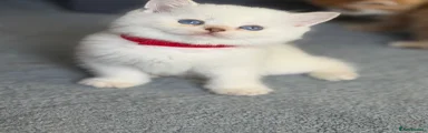 British Shorthair 2