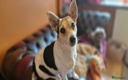 Jack Russell dogs for sale: Gorgeous adult female jack Russell  - Image 14