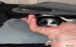 Shih Tzu dogs for sale: 4 adorable shih tzus  - Image 3