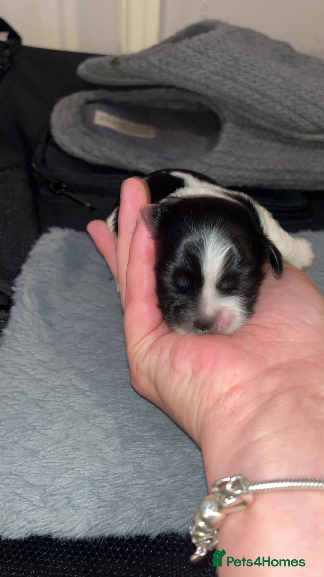 Shih Tzu dogs for sale: 4 adorable shih tzus  - Image 3
