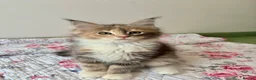 Maine Coon cats for sale: Full Maine Coon Kittens - Advert 7
