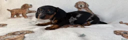 Dachshund dogs for sale: Dachshund puppies for sale  in Basildon - Advert 4
