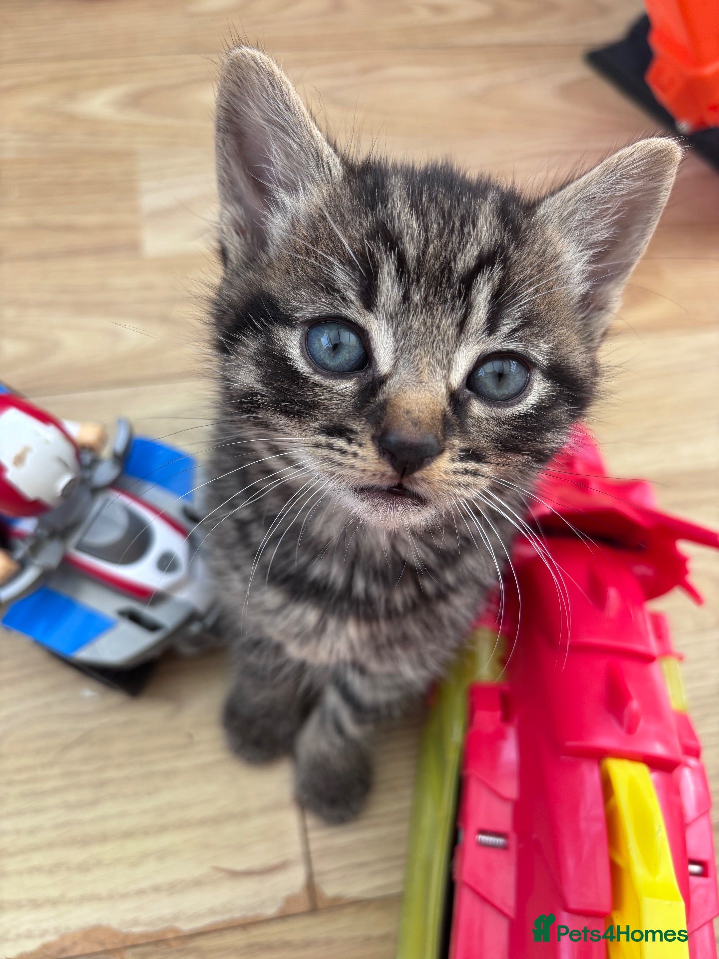 Mixed Breed cats Beautiful fluffy kittens - Advert 8