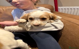 Cocker Spaniel dogs for sale: Cocker Spaniel Puppies - Image 2