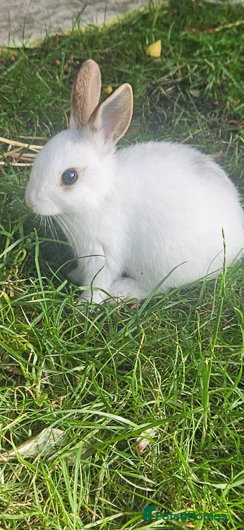 Mixed Breed rabbits They are mix Rex and Dutch  - Advert 8