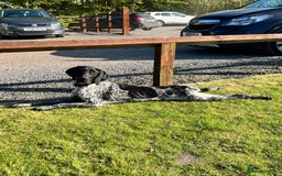 German Shorthaired Pointer dogs for stud: Proven - B + W KC German Shorthaired Pointer stud  - Image 8
