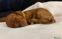 Mixed Breed dogs for sale: Cockapoo/Cavapoo Mix Puppies Available 10 Nov 25 - Image 11