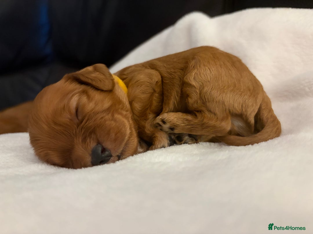 Mixed Breed dogs for sale: Cockapoo/Cavapoo Mix Puppies Available 10 Nov 25 - Image 11