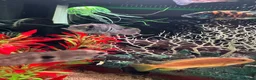 Cichlids fish for sale: 3 cichlids  - Advert 4