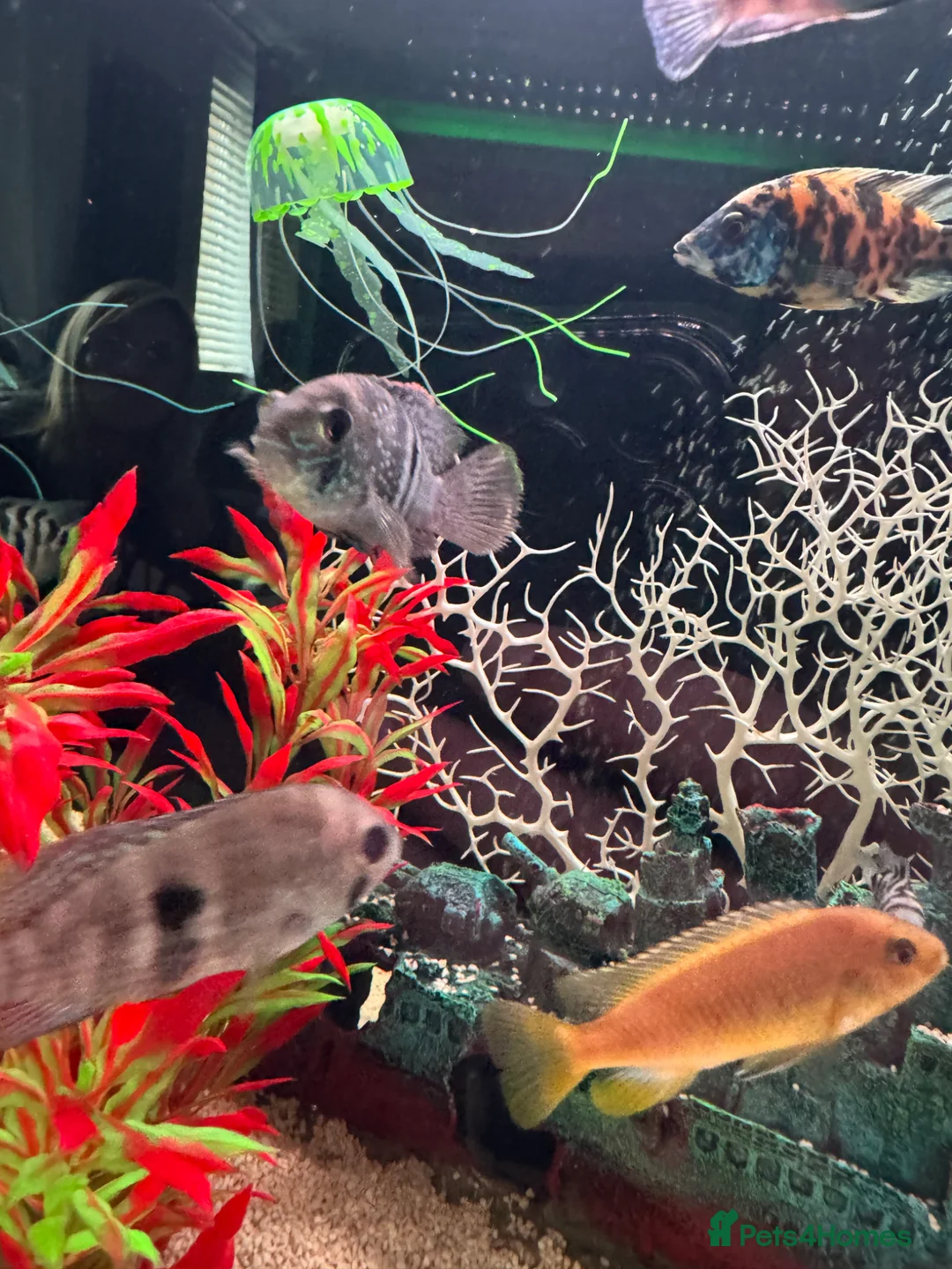 Cichlids fish for sale: 3 cichlids  - Advert 4