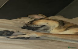 Mixed Breed dogs for sale: Nelly (staffy x Border collie) - Image 8