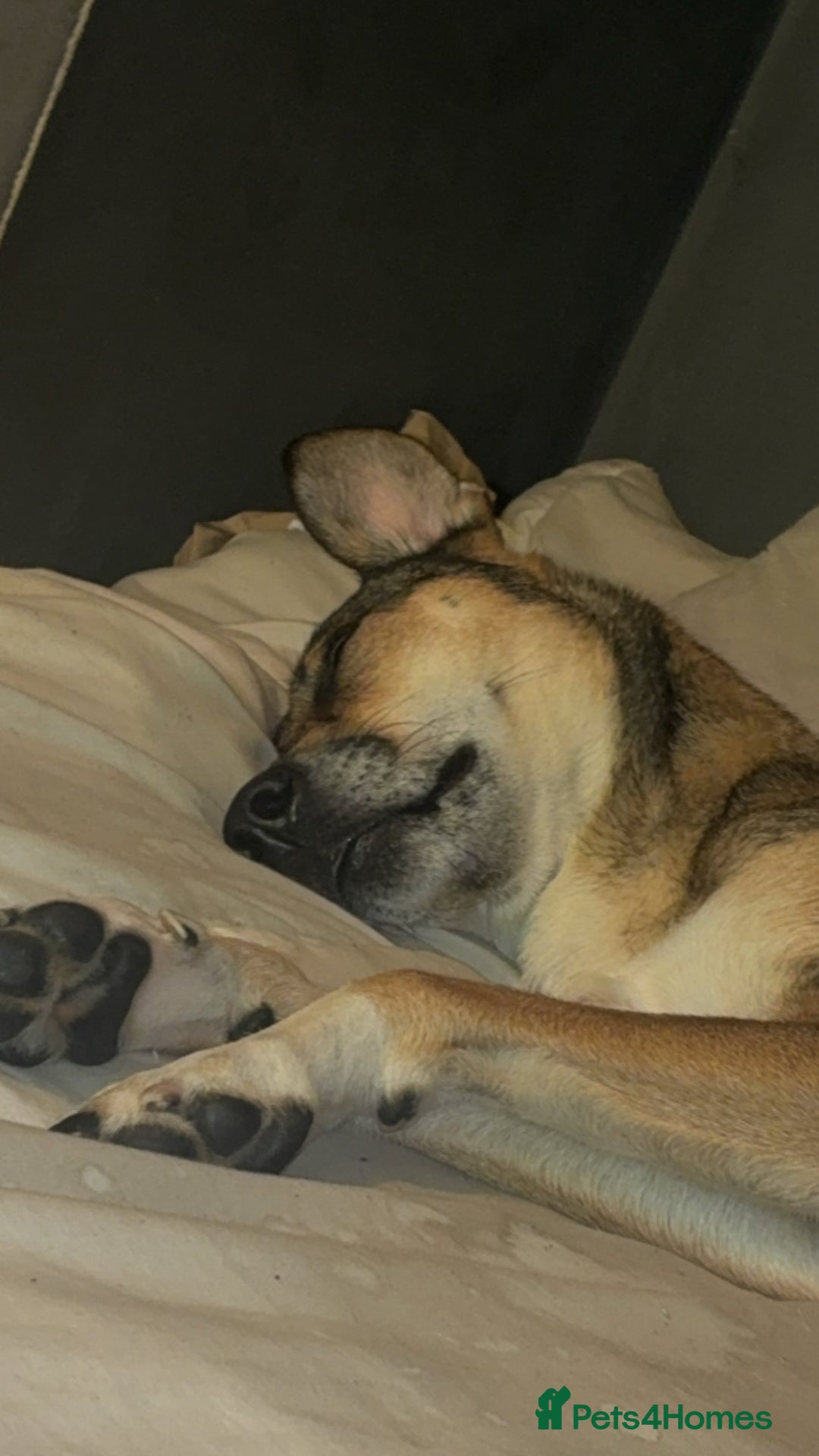 Mixed Breed dogs for sale: Nelly (staffy x Border collie) - Image 8