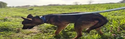 Mixed Breed dogs for adoption: Jenkins - Norwich Norfolk  - Advert 9