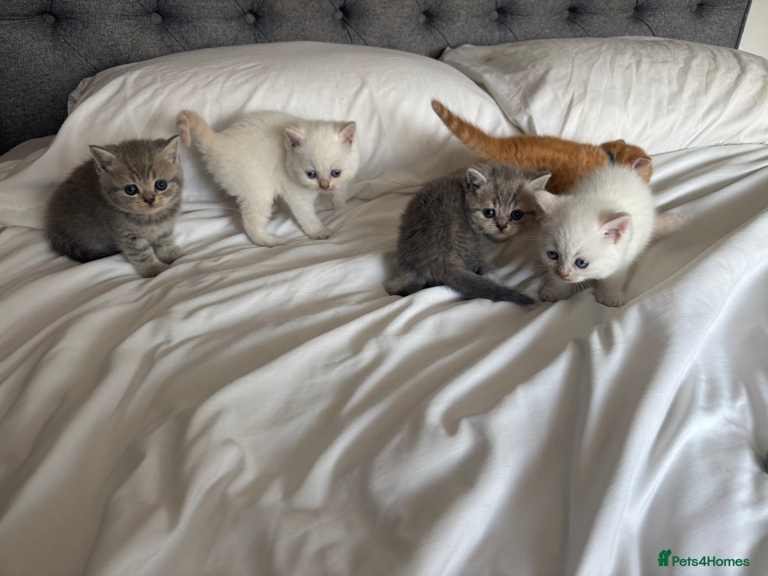 British Shorthair cats for sale: British short hair kittens  - Image 23