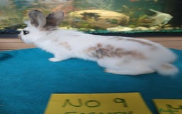 English rabbits for sale: Rabbits for sale , various sexes avaliable  - Image 24